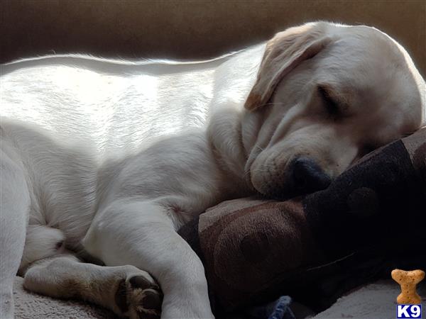 a labrador retriever dog sleeping on a blanket