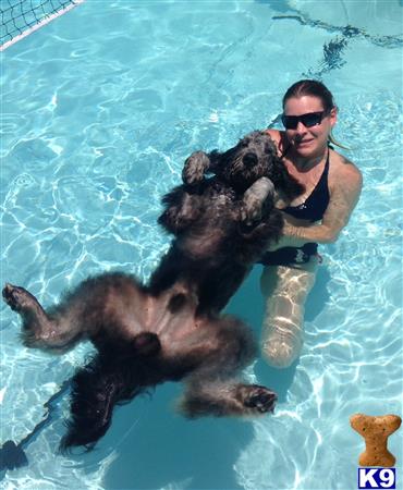 a person holding a bear in a pool