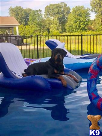 a rottweiler dog wearing a hat and sitting in a pool