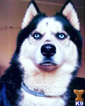 a siberian husky dog with blue eyes