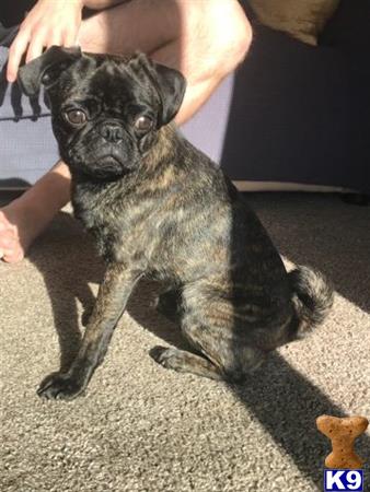 a pug dog sitting on the floor