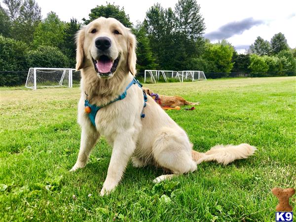 a golden retriever dog sitting in the grass