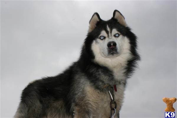 a siberian husky dog with a scarf around its neck