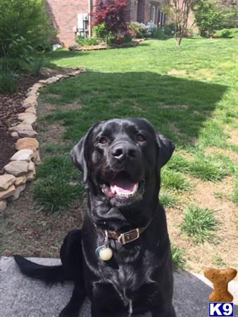 a black labrador retriever dog sitting in the grass