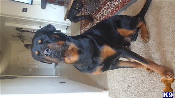 a rottweiler dog and a cat