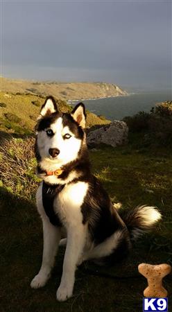 a siberian husky dog sitting on a hill