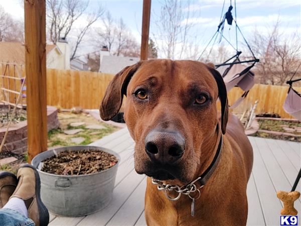 a rhodesian ridgeback dog with a bowl of food