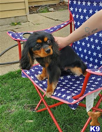 a cavalier king charles spaniel dog in a basket