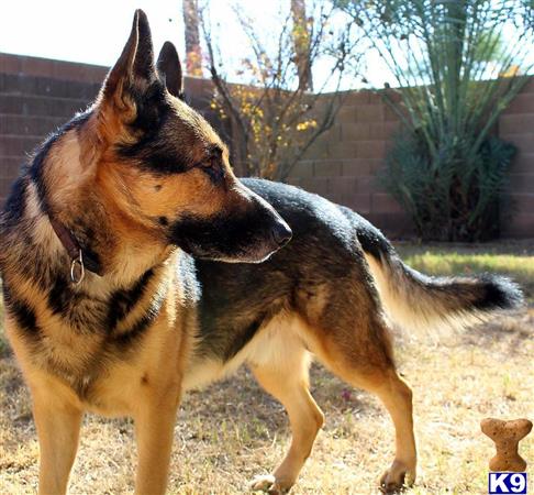 a german shepherd dog standing on grass