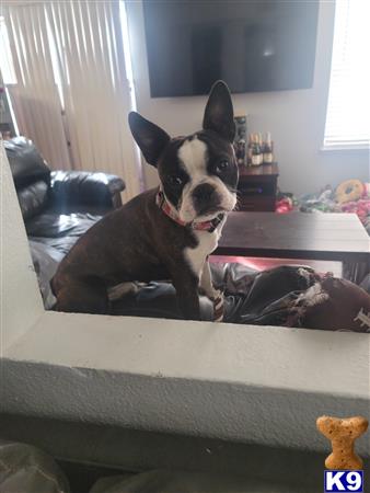 a boston terrier dog sitting on a bed
