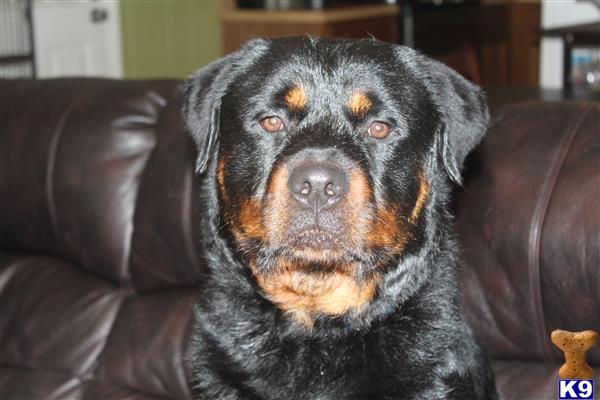 a rottweiler dog sitting on a couch