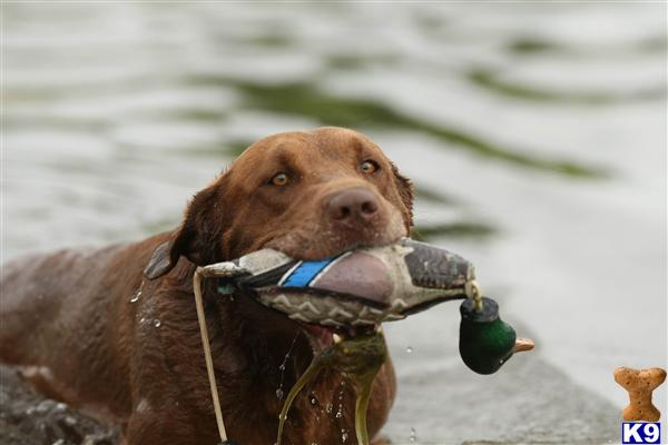 a labrador retriever dog holding a fish in its mouth