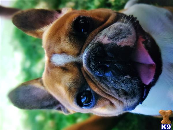 a french bulldog dog with its mouth open