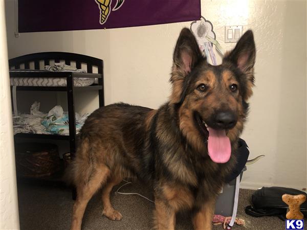 a german shepherd dog standing in a room