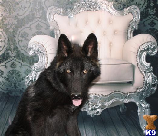 a wolf dog dog sitting on a chair