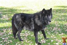 shepherd wolf mix for sale