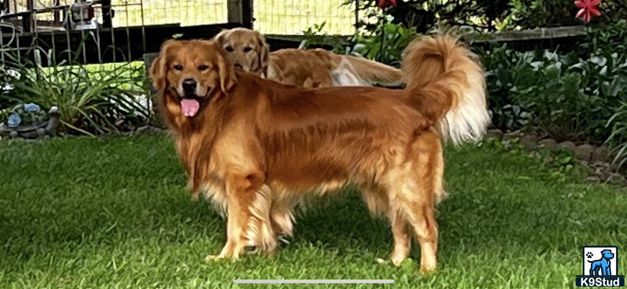 a group of golden retriever dogs standing on grass