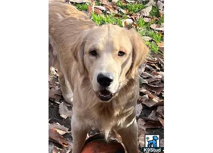 a golden retriever dog standing on leaves