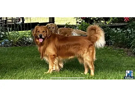 a group of golden retriever dogs standing on grass