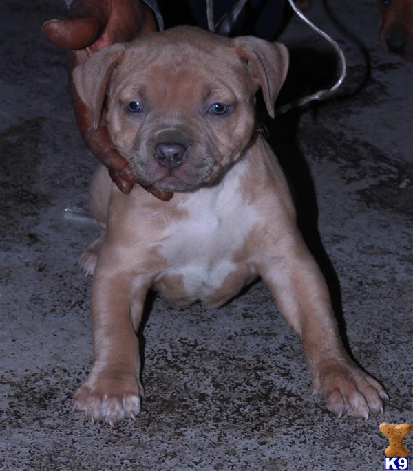 Dont Miss Out Razors Edge   Gotti Pups