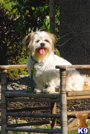 a shih tzu dog sitting on a bench