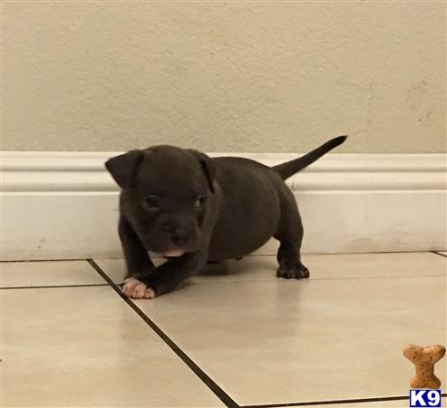 a american pit bull puppy on a wood floor