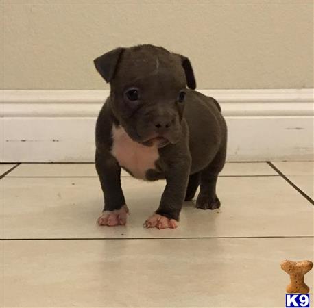 a small american pit bull puppy standing on a wood floor