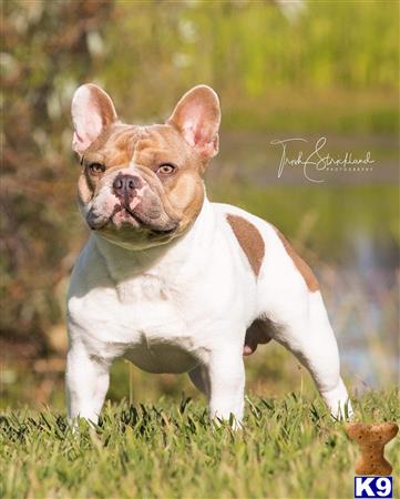 a french bulldog dog standing in grass