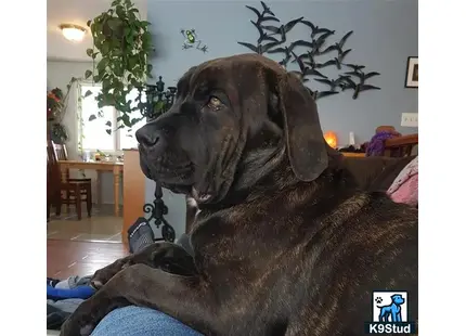 a cane corso dog sitting on a couch