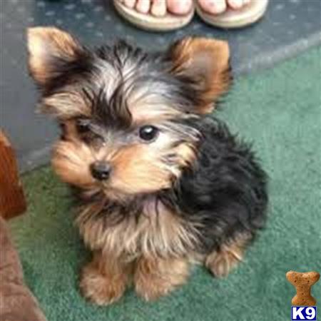 Yorkshire Terrier Puppy for Sale: Yorshire Puppies 3 Years old