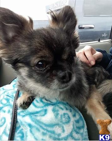 a person holding a chihuahua dog