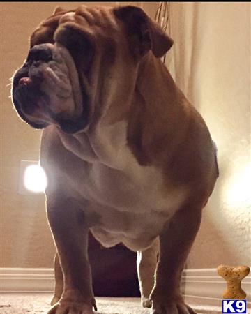 a old english bulldog dog standing on a carpet