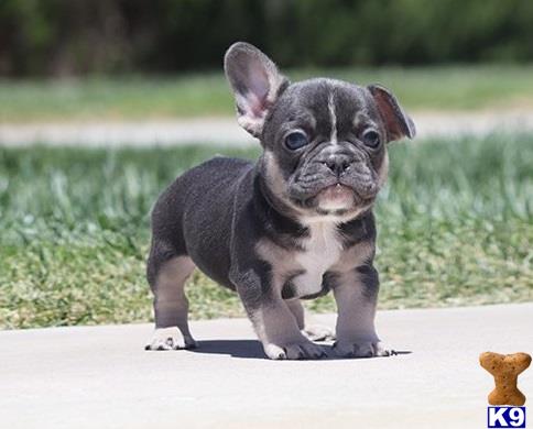 French Bulldog Puppy for Sale: Cute French Bulldog puppies available 15 ...