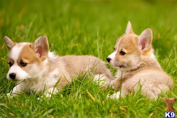 two pembroke welsh corgi dogs lying in the grass