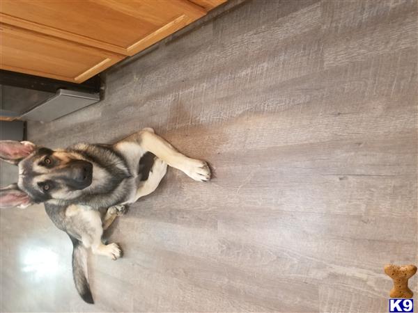 a german shepherd dog lying on the floor