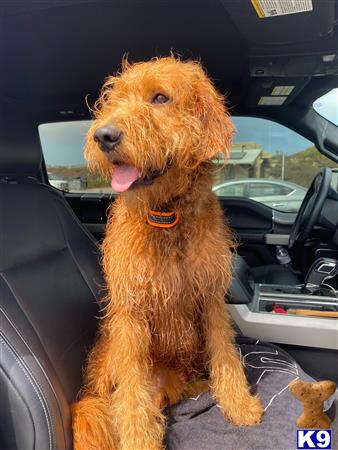 a goldendoodles dog sitting in a car