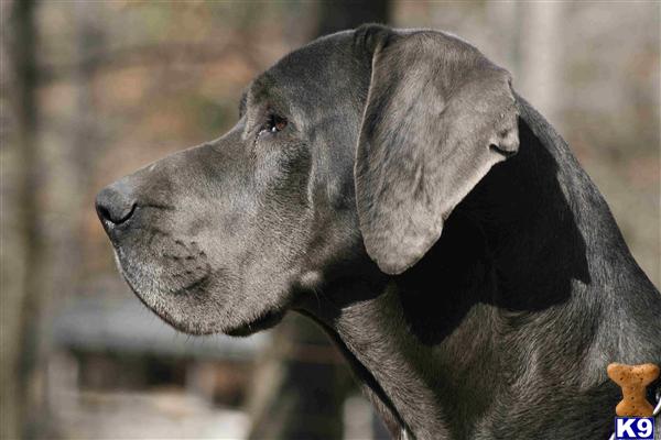 Great Dane Stud Dog: Jack 14 Years old