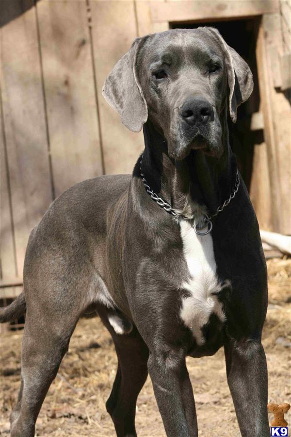 Great Dane Stud Dog: Jack 14 Years old