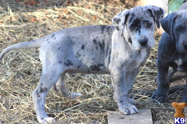 Great Dane Puppy for Sale: Joker, AKC Merle Great Dane ...