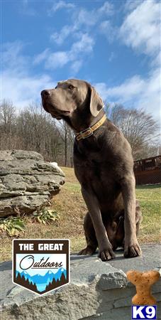 a labrador retriever dog standing on a rock