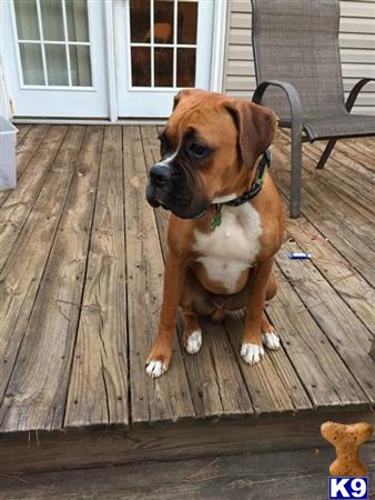 a boxer dog sitting on a deck