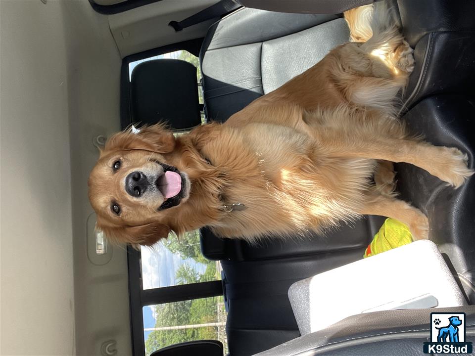 a golden retriever dog lying on a car seat