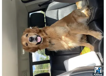 a golden retriever dog lying on a car seat