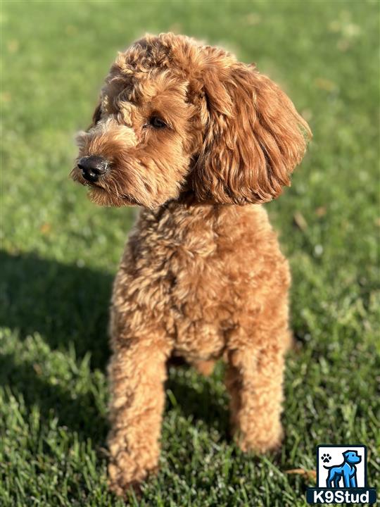 a goldendoodles dog standing in grass