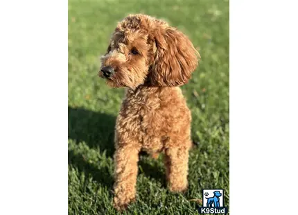a goldendoodles dog standing in grass