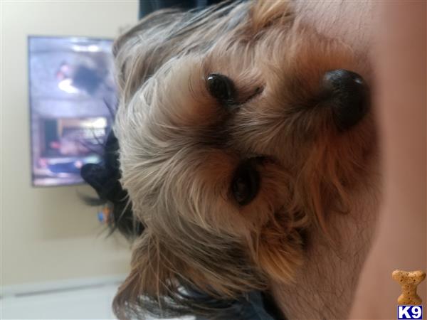 a yorkshire terrier dog with a nose ring