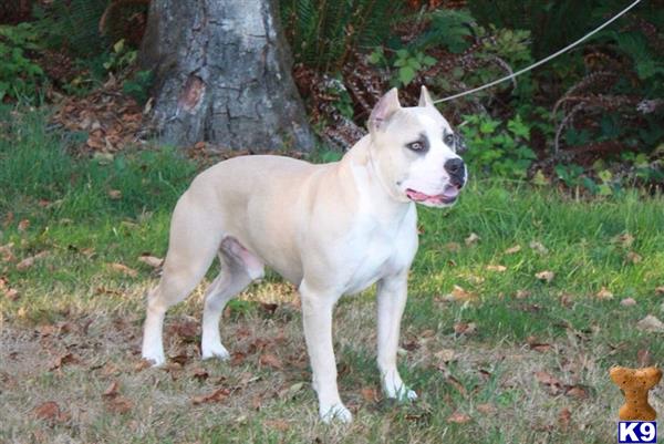 a white american pit bull dog standing in grass