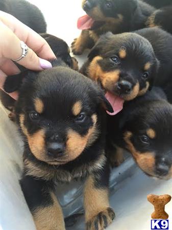 a person holding a group of rottweiler puppies