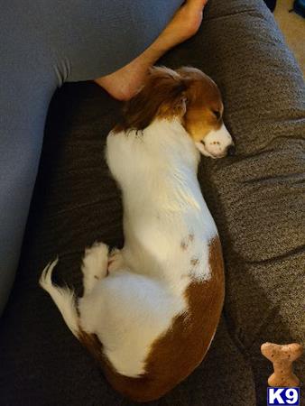 a dachshund dog lying on a couch