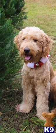 a goldendoodles dog sitting in the grass
